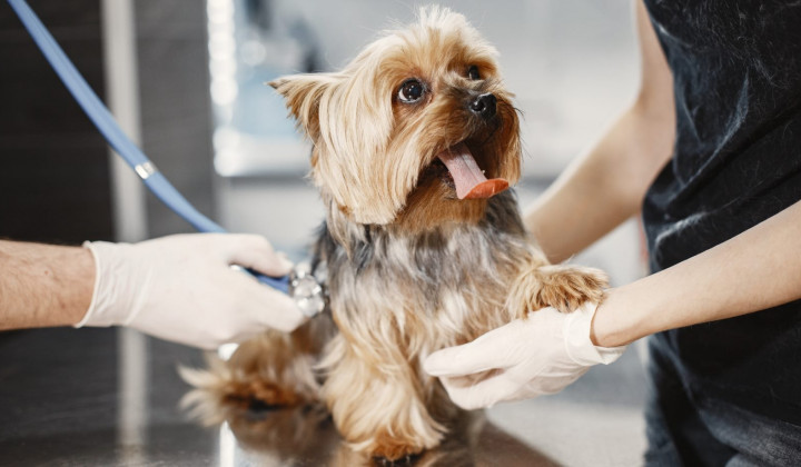 media.ambasciatori hotel scivac rimini 4 stelle